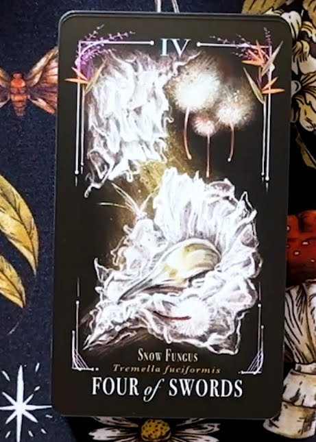 Midnight Magic: A Tarot Deck of Mushrooms